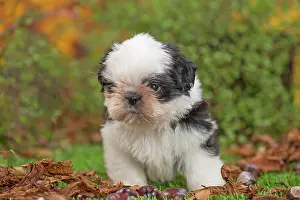 Shih: 80201959 Dog - Shih Tzu puppy Jean-Michel Labat