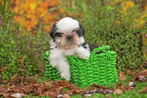 Shih: 80201960 Dog - Shih Tzu puppy Jean-Michel Labat