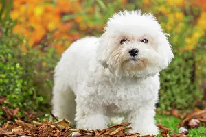 Frise: 80201961 Dog - Bichon Frise puppy Jean-Michel Labat