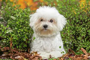 Frise: 80201962 Dog - Bichon Frise puppy Jean-Michel Labat