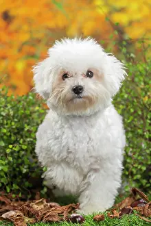 Frise: 80201963 Dog - Bichon Frise puppy Jean-Michel Labat