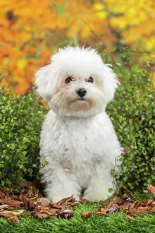 Frise: 80201964 Dog - Bichon Frise puppy Jean-Michel Labat
