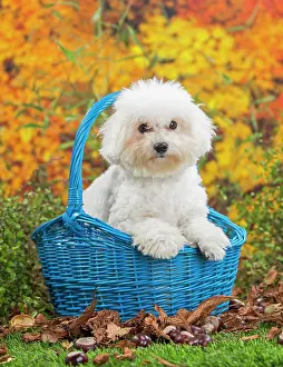 Frise: 80201965 Dog - Bichon Frise puppy Jean-Michel Labat
