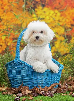 Frise: 80201966 Dog - Bichon Frise puppy Jean-Michel Labat