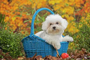 Frise: 80201967 Dog - Bichon Frise puppy Jean-Michel Labat