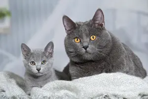 Chartreux: 80201996 Cat - Chartreux Jean-Michel Labat All