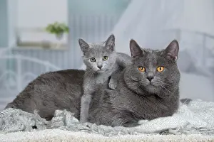Chartreux: 80201997 Cat - Chartreux Jean-Michel Labat All