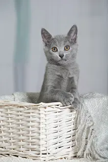 Chartreux: 80202002 Cat - Chartreux Jean-Michel Labat All