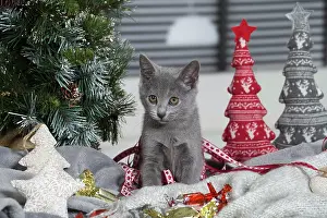 Chartreux: 80202004 Cat - Chartreux Jean-Michel Labat All