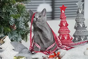 Chartreux: 80202006 Cat - Chartreux Jean-Michel Labat All