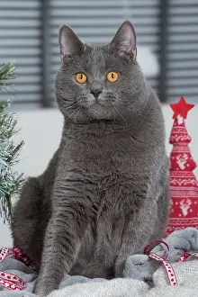 Chartreux: 80202008 Cat - Chartreux Jean-Michel Labat All