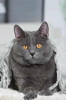 Chartreux: 80202010 Cat - Chartreux Jean-Michel Labat All