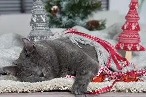 Chartreux: 80202011 Cat - Chartreux Jean-Michel Labat All