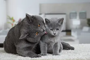 Chartreux: 80202012 Cat - Chartreux Jean-Michel Labat All