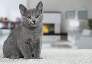 Chartreux: 80202013 Cat - Chartreux Jean-Michel Labat All