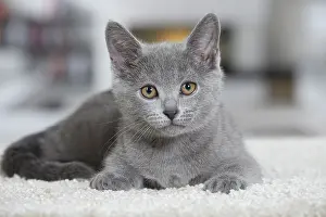 Chartreux: 80202014 Cat - Chartreux Jean-Michel Labat All