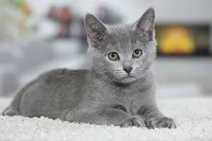Chartreux: 80202015 Cat - Chartreux Jean-Michel Labat All