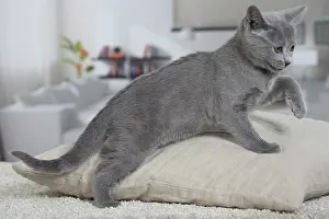 Chartreux: 80202016 Cat - Chartreux Jean-Michel Labat All