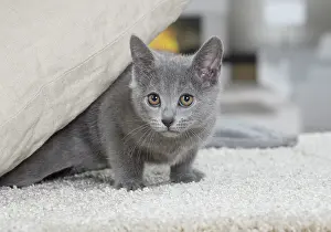 Chartreux: 80202017 Cat - Chartreux Jean-Michel Labat All