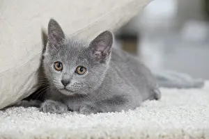 Chartreux: 80202018 Cat - Chartreux Jean-Michel Labat All