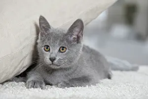 Chartreux: 80202019 Cat - Chartreux Jean-Michel Labat All