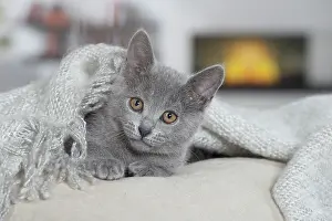 Chartreux: 80202020 Cat - Chartreux Jean-Michel Labat All