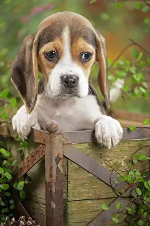 Beagle: 80202030 Dog - Beagle puppy Jean-Michel Labat All