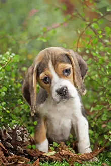 Beagle: 80202031 Dog - Beagle puppy Jean-Michel Labat All
