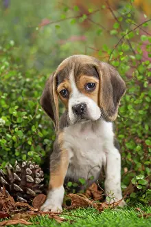 Beagle: 80202032 Dog - Beagle puppy Jean-Michel Labat All