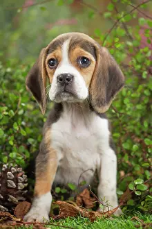 Beagle: 80202033 Dog - Beagle puppy Jean-Michel Labat All