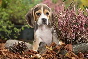 Beagle: 80202034 Dog - Beagle puppy Jean-Michel Labat All