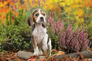 Beagle: 80202035 Dog - Beagle puppy Jean-Michel Labat All