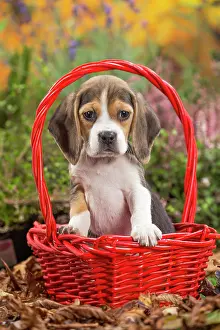 Beagle: 80202036 Dog - Beagle puppy Jean-Michel Labat All