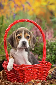 Beagle: 80202037 Dog - Beagle puppy Jean-Michel Labat All