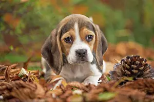Beagle: 80202038 Dog - Beagle puppy Jean-Michel Labat All