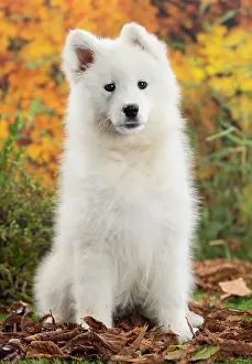Samoyed: 80202039 Dog - Samoyed puppy Jean-Michel Labat All