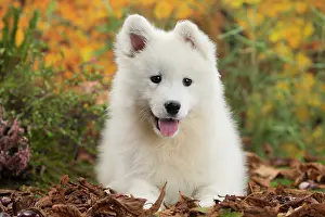 Samoyed: 80202040 Dog - Samoyed puppy Jean-Michel Labat All