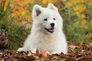 Samoyed: 80202041 Dog - Samoyed puppy Jean-Michel Labat All