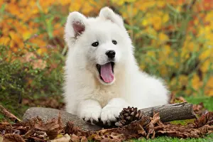 Samoyed: 80202042 Dog - Samoyed puppy Jean-Michel Labat All