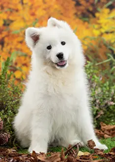 Samoyed: 80202043 Dog - Samoyed puppy Jean-Michel Labat All