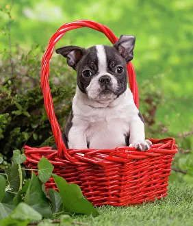 Boston: 80202069 Dog - Boston Terrier puppy Jean-Michel