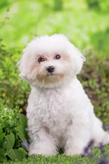 Frise: 80202076 Dog - Bichon Frise puppy Jean-Michel Labat