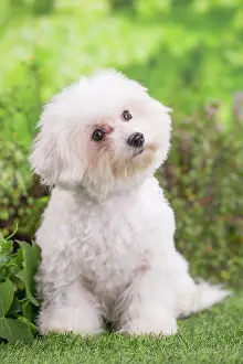 Frise: 80202077 Dog - Bichon Frise puppy Jean-Michel Labat