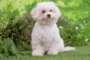 Frise: 80202078 Dog - Bichon Frise puppy Jean-Michel Labat