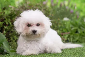 Frise: 80202079 Dog - Bichon Frise puppy Jean-Michel Labat