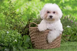 Frise: 80202081 Dog - Bichon Frise puppy Jean-Michel Labat