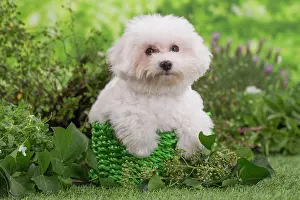 Frise: 80202082 Dog - Bichon Frise puppy Jean-Michel Labat