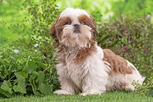 Shih: 80202083 Dog - Shih Tzu puppy Jean-Michel Labat