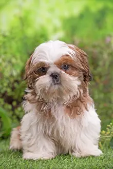 Shih: 80202084 Dog - Shih Tzu puppy Jean-Michel Labat