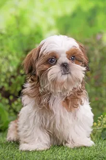 Shih: 80202085 Dog - Shih Tzu puppy Jean-Michel Labat